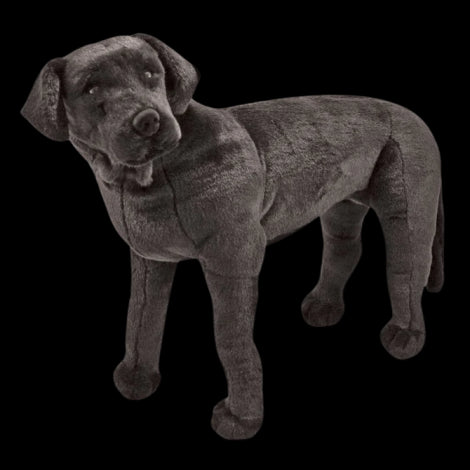 Catel Labrador Negru gigant din plus